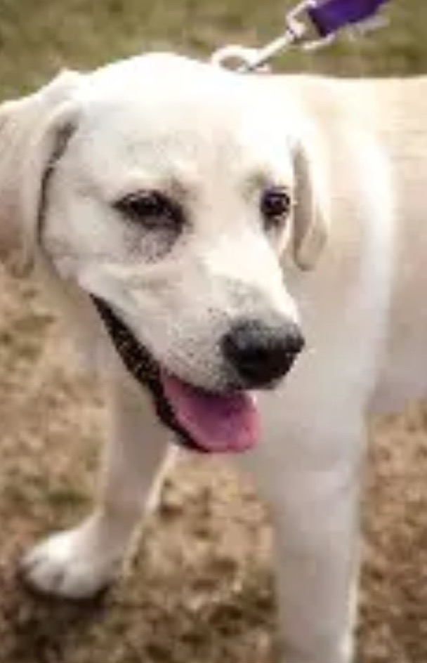 A happy white lab puppy on a leash